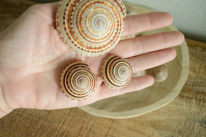 SUNDIAL SNAIL SHELLS *Size & Quantity Your Choose*.5-2” Natural Browns Small Medium Craft Seashells Coastal Beach Home Décor