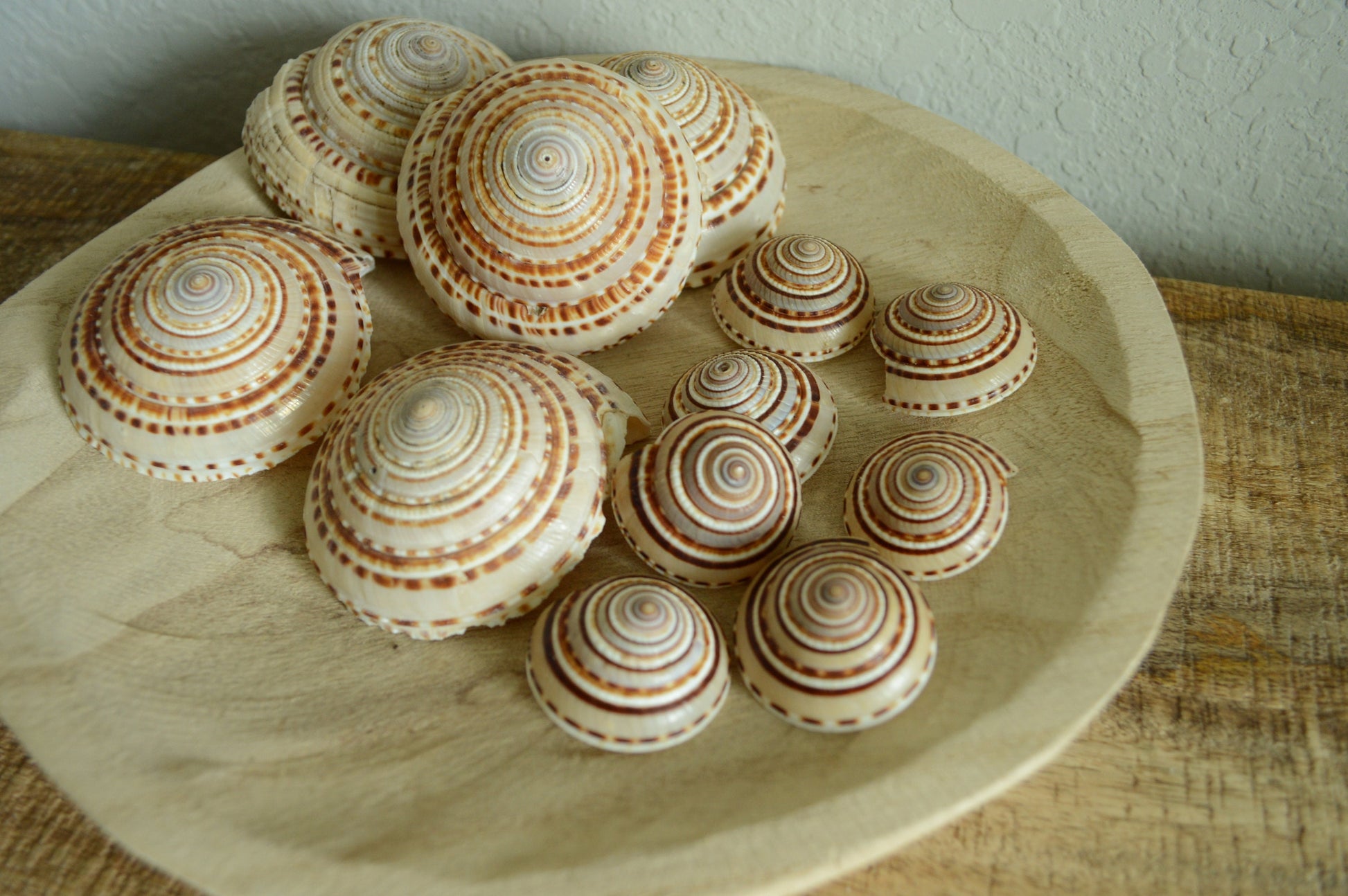 SUNDIAL SNAIL SHELLS *Size & Quantity Your Choose*.5-2” Natural Browns Small Medium Craft Seashells Coastal Beach Home Décor