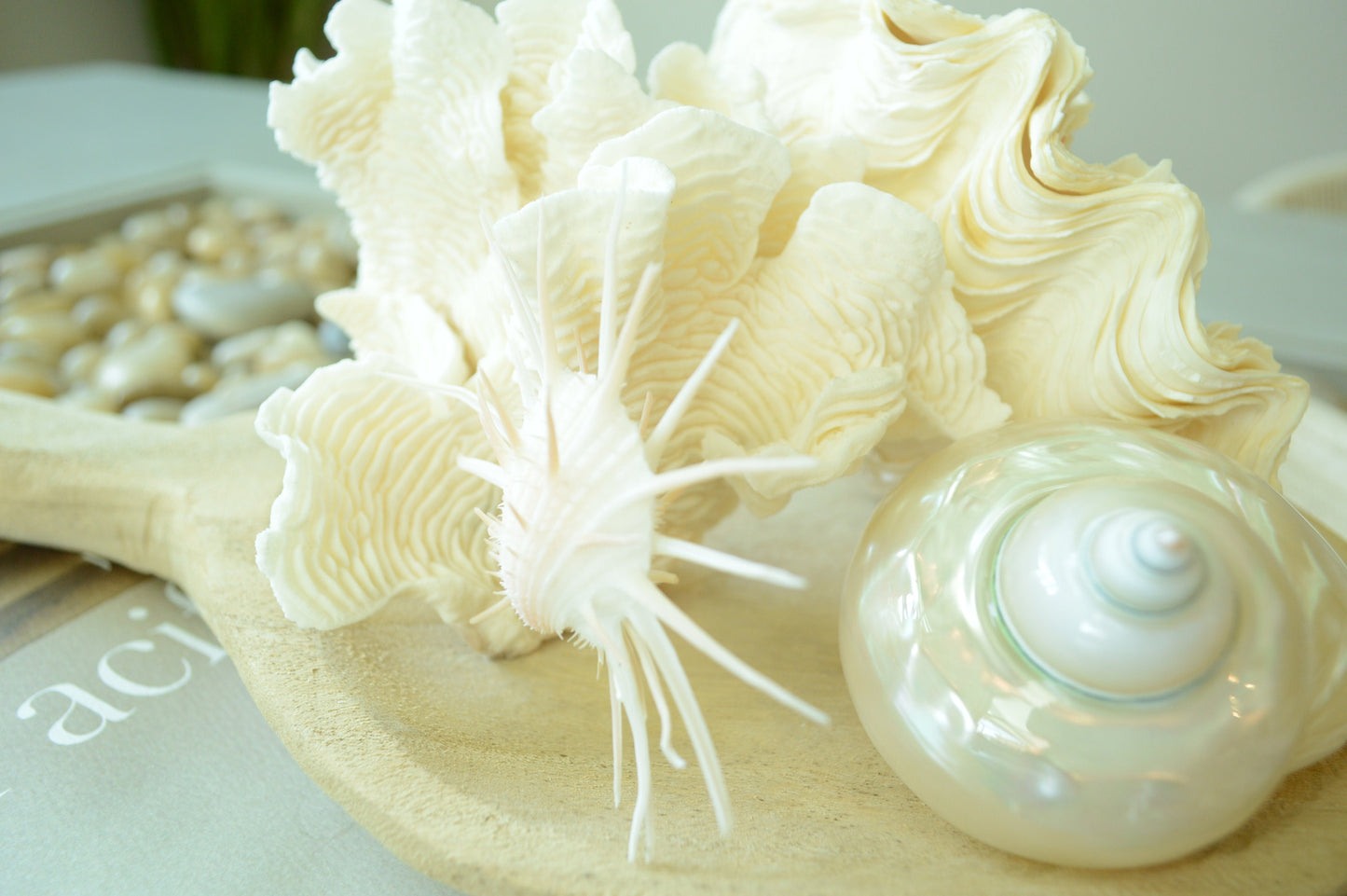 RUGOSA CORAL White *All Sizes* Authentic Natural Real Sea Fossil Coastal Décor