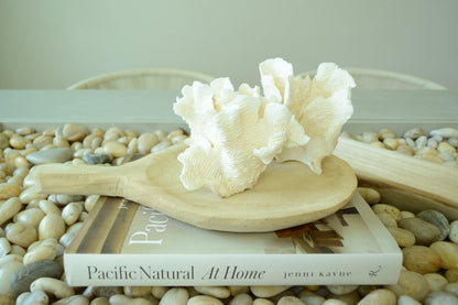 RUGOSA CORAL White *All Sizes* Authentic Natural Real Sea Fossil Coastal Décor