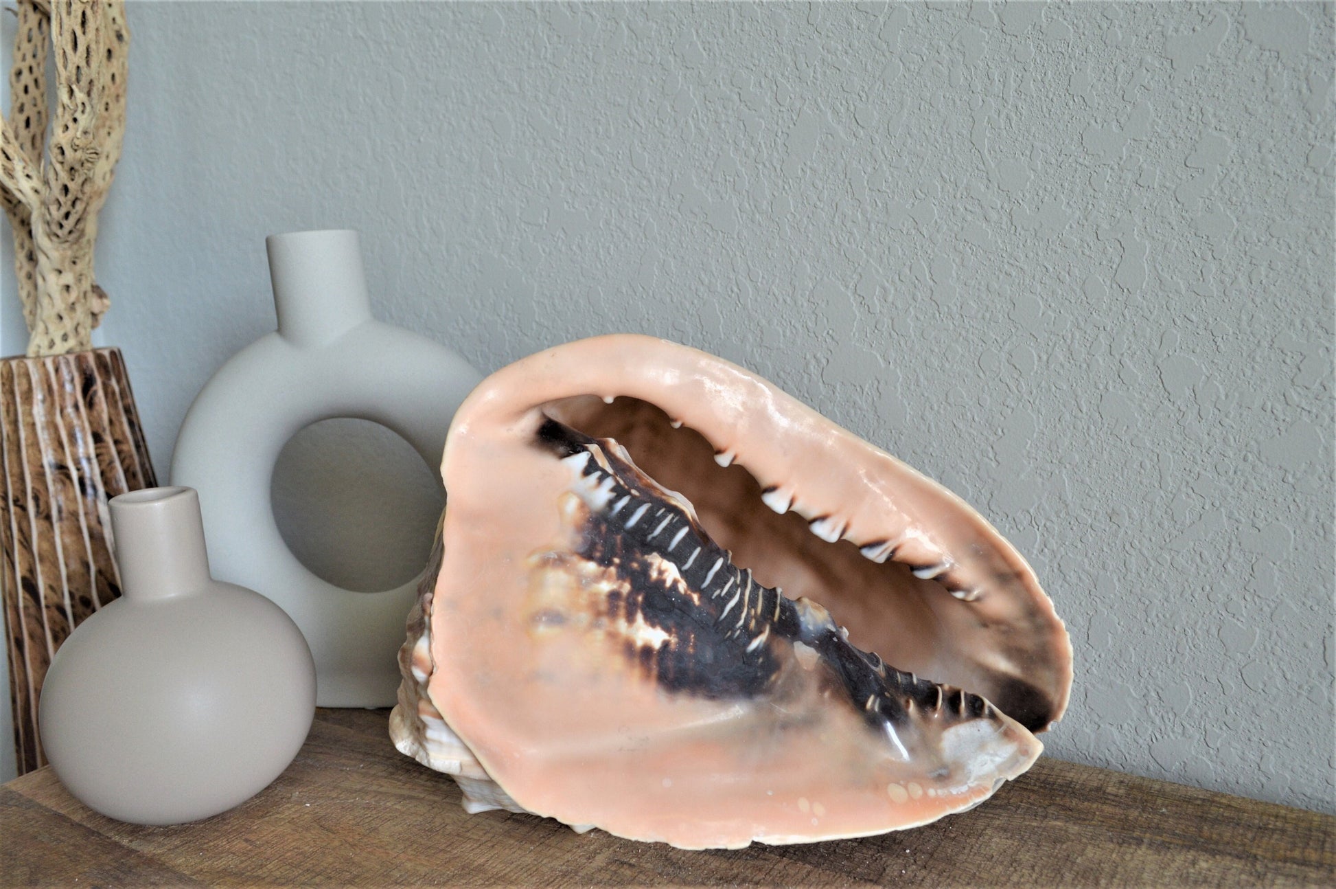 QUEEN HELMET SHELLS *All Sizes* Natural Peach Brown Display Seashells Beach Nautical Décor