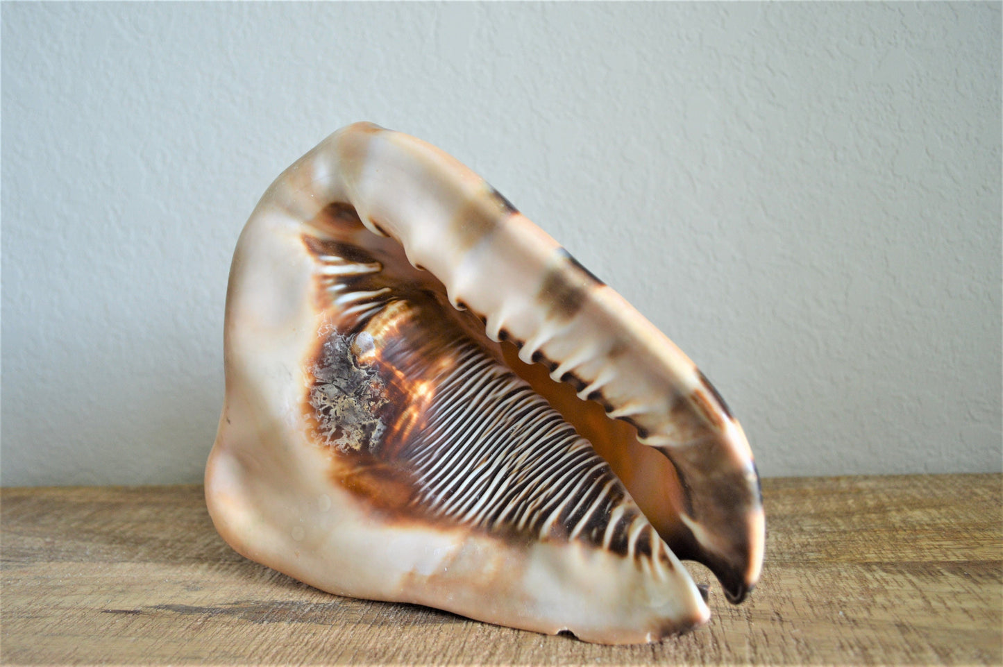 KING HORNED HELMET Shell *All Sizes* Natural Brown Patterned Display Seashell Coastal Décor
