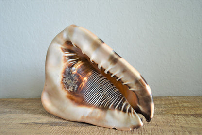 KING HORNED HELMET Shell *All Sizes* Natural Brown Patterned Display Seashell Coastal Décor