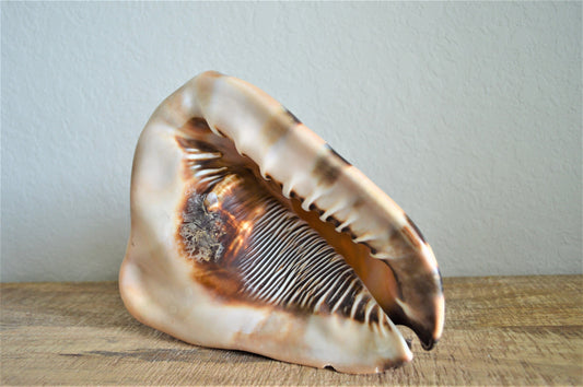 KING HORNED HELMET Shell *All Sizes* Natural Brown Patterned Display Seashell Coastal Décor