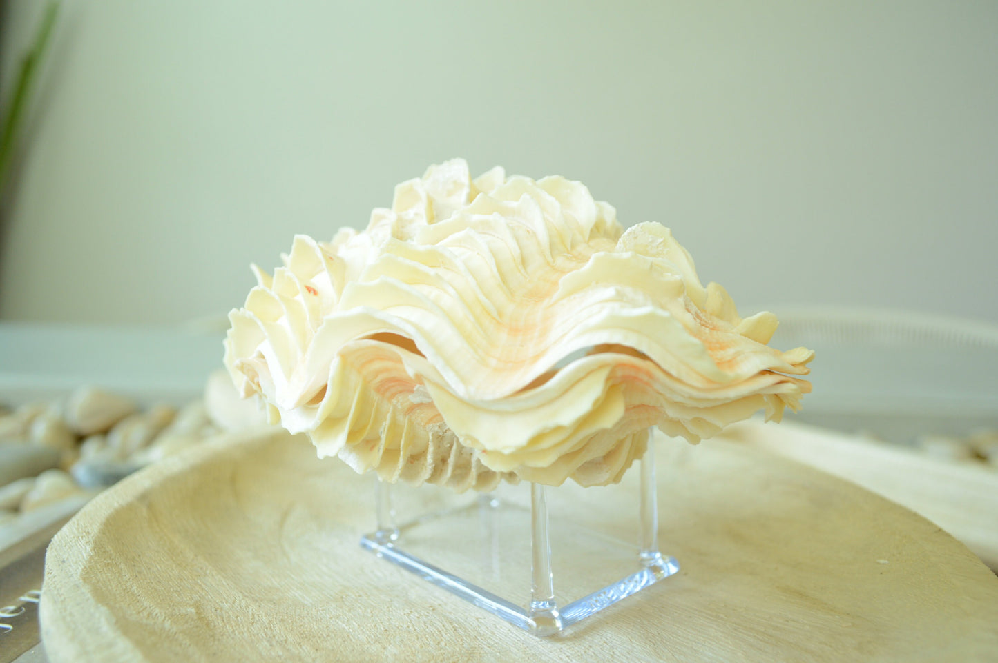 DERASA CLAM SHELLS Open Matching Paired *All Sizes* Natural Colored White Yellow Display Seashell