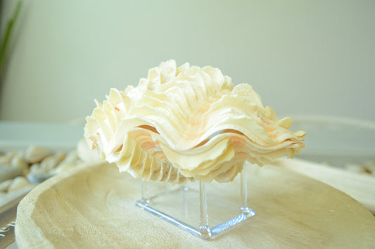 DERASA CLAM SHELLS Open Matching Paired *All Sizes* Natural Colored White Yellow Display Seashell