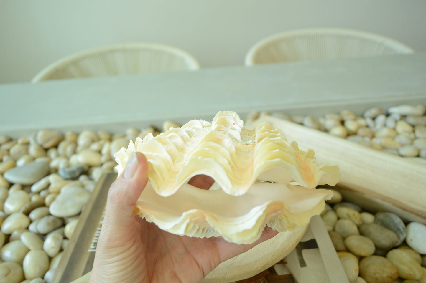DERASA CLAM SHELLS Open Matching Paired *All Sizes* Natural Colored White Yellow Display Seashell