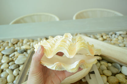 DERASA CLAM SHELLS Open Matching Paired *All Sizes* Natural Colored White Yellow Display Seashell