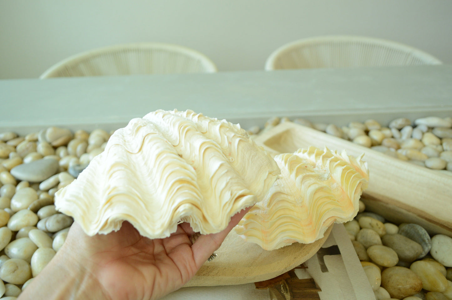 DERASA CLAM SHELLS Open Matching Paired *All Sizes* Natural Colored White Yellow Display Seashell