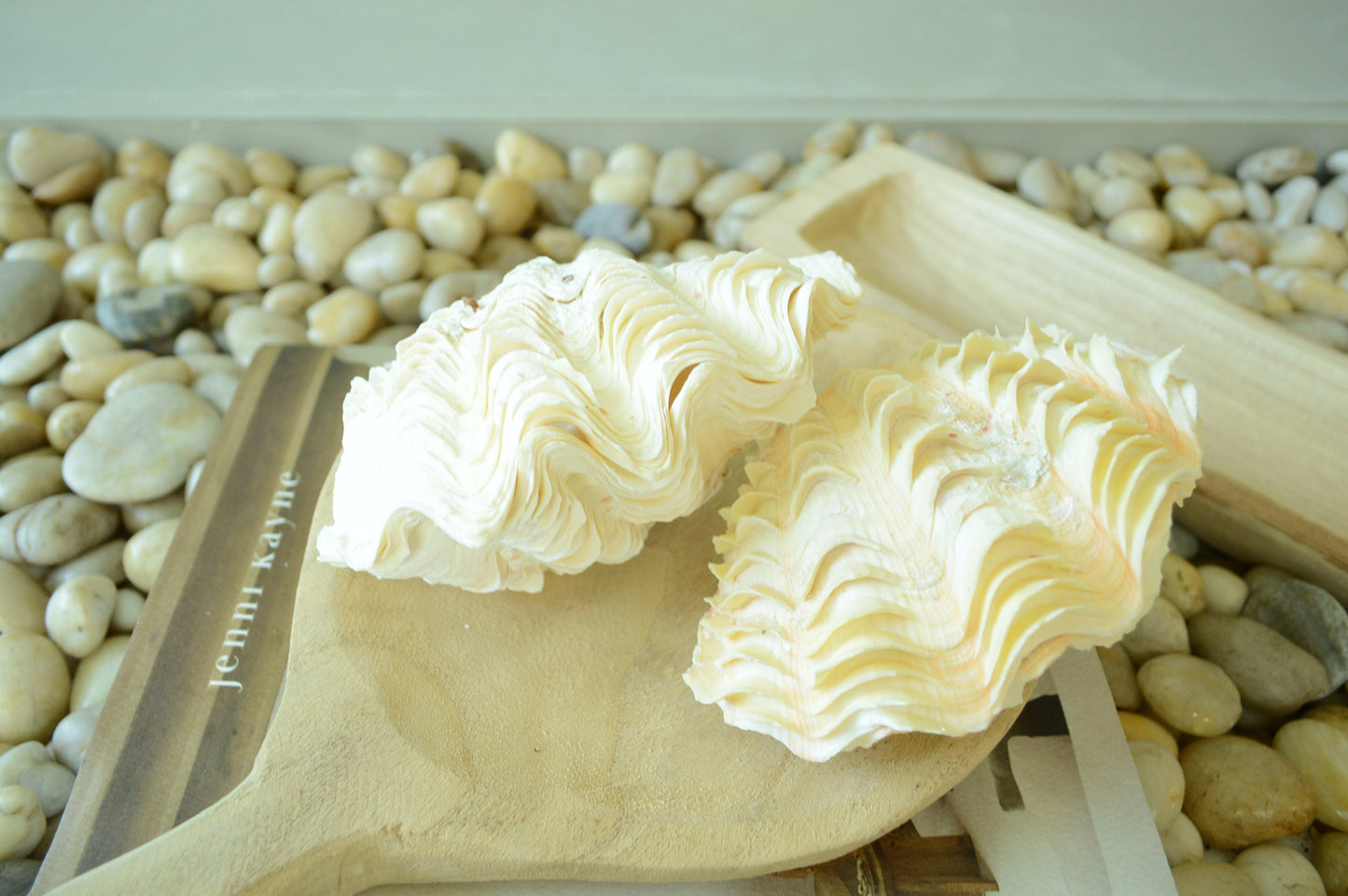 DERASA CLAM SHELLS Open Matching Paired *All Sizes* Natural Colored White Yellow Display Seashell