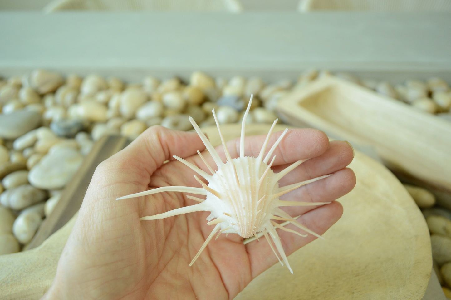 100% Natural White Imperial Spiny Oyster Pair -CHOOSE SIZE 2-6" Rare Paired Sea Shell Seashell Beach Home Décor Ocean Life Specimen