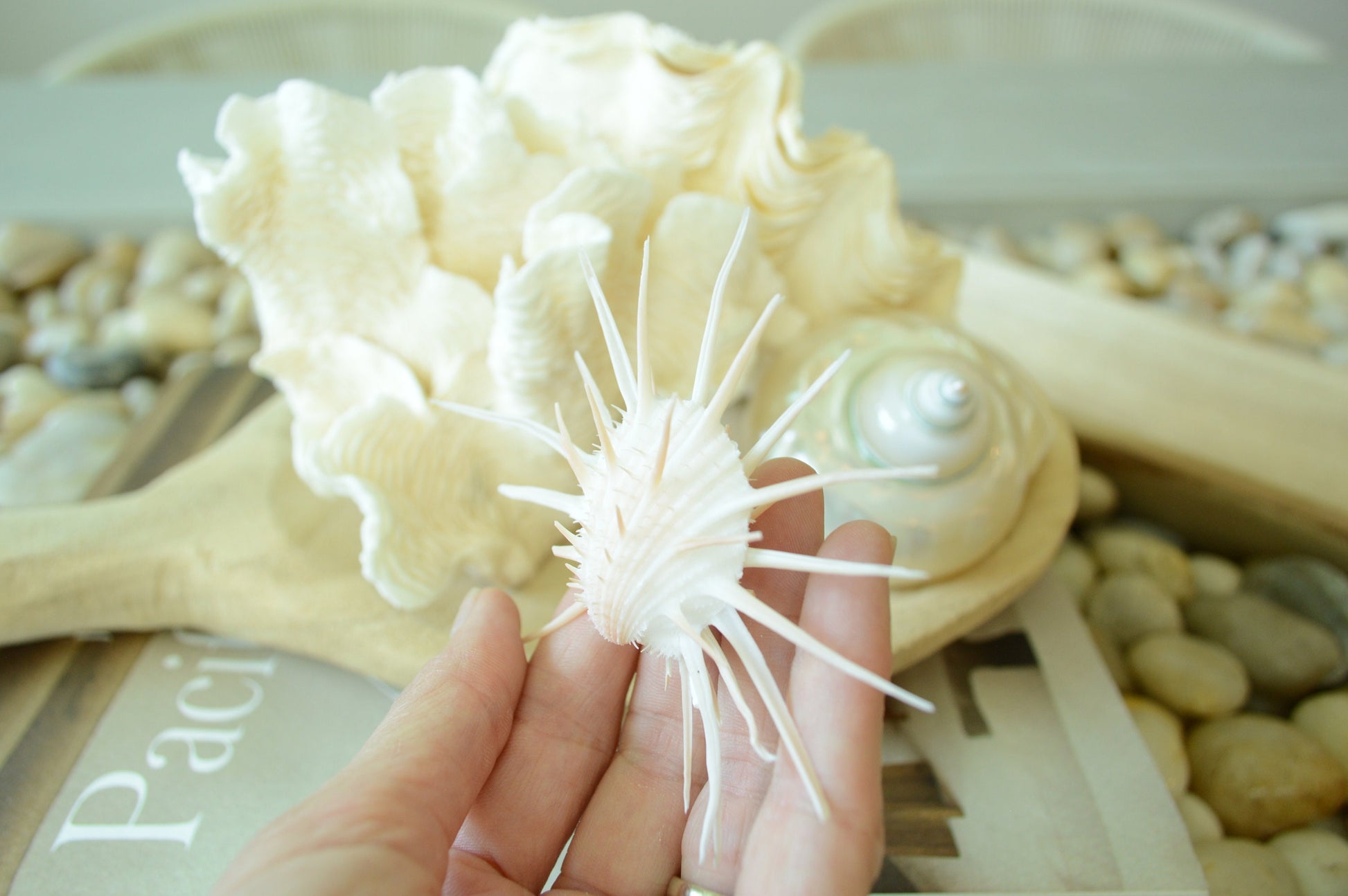 White Spiny Oyster Seashells *All Sizes* Matching Pair Coastal Décor