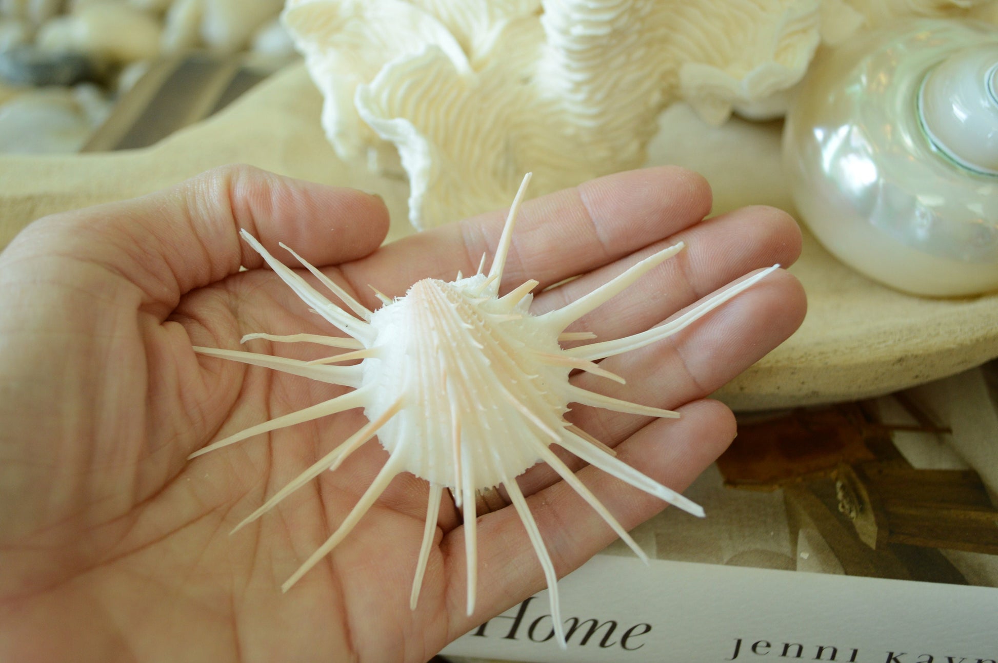 100% Natural White Imperial Spiny Oyster Pair -CHOOSE SIZE 2-6" Rare Paired Sea Shell Seashell Beach Home Décor Ocean Life Specimen