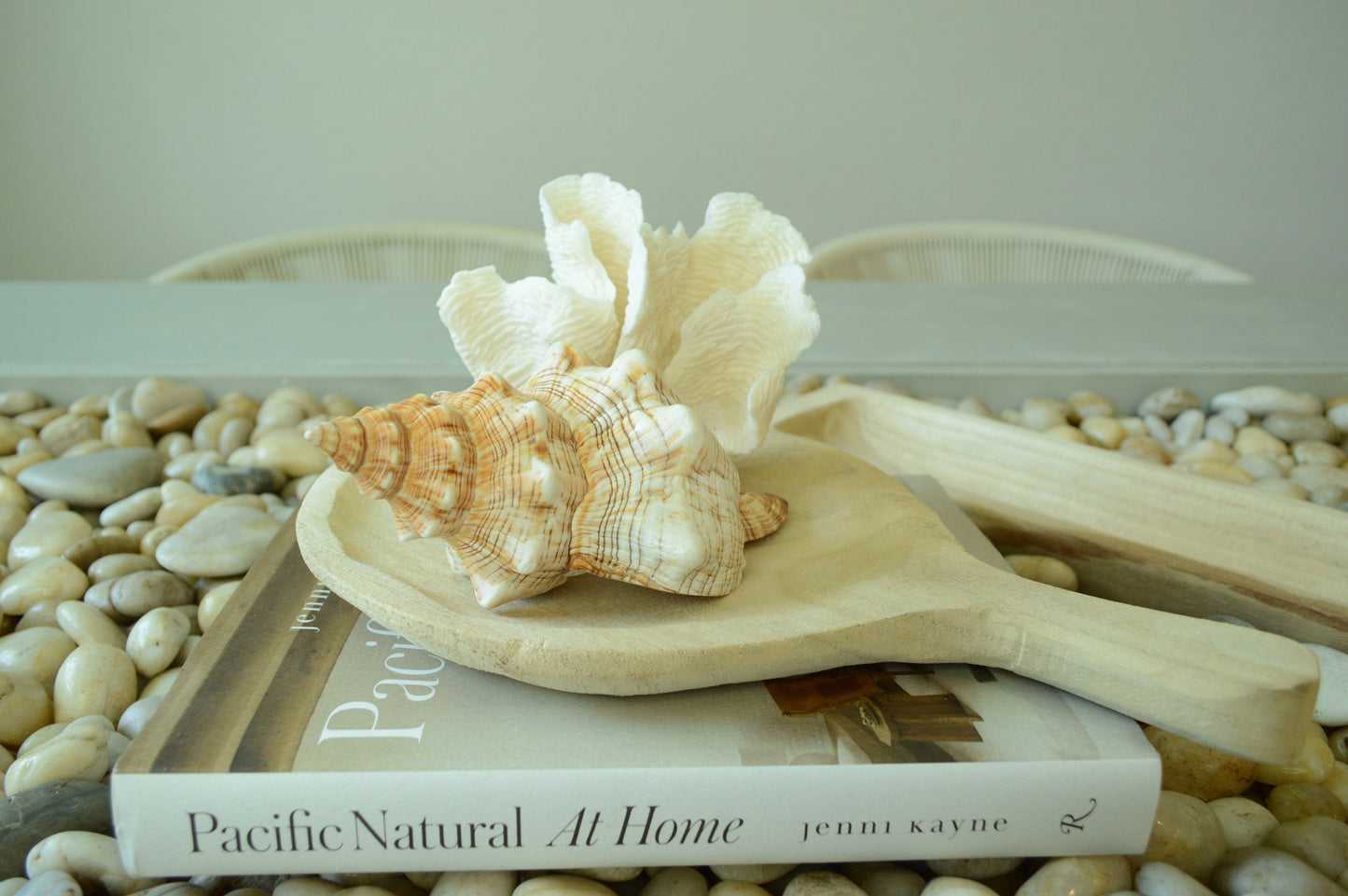 100% Natural Striped Fox Horse Seashell 5-7" You Pick Length, Sea Shell Coastal Beach Conch Wedding Décor Airplant Holder