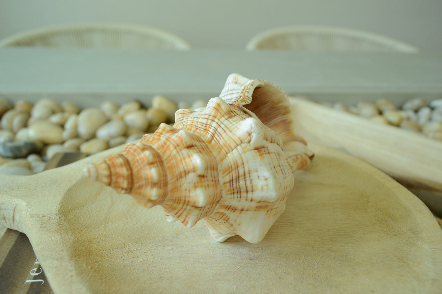 100% Natural Striped Fox Horse Seashell 5-7" You Pick Length, Sea Shell Coastal Beach Conch Wedding Décor Airplant Holder