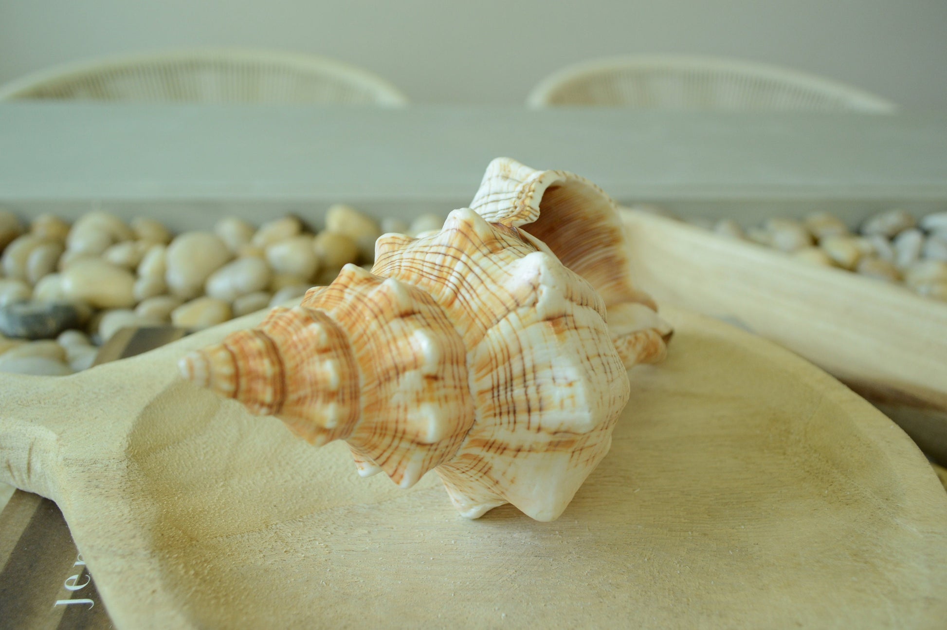 100% Natural Striped Fox Horse Seashell 5-7" You Pick Length, Sea Shell Coastal Beach Conch Wedding Décor Airplant Holder