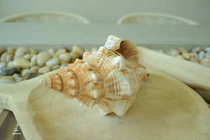 100% Natural Striped Fox Horse Seashell 5-7" You Pick Length, Sea Shell Coastal Beach Conch Wedding Décor Airplant Holder