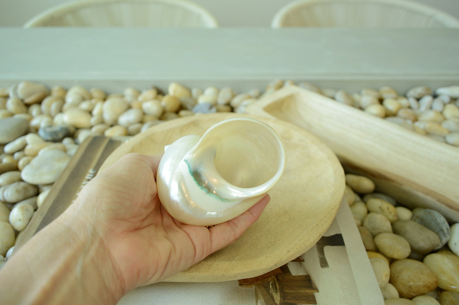 PEARLED TURBO SHELLS * All Sizes* Natural Irredescent Polished Display Seashell Airplant Holder Hermit Crab Home Beach Nautical Décor