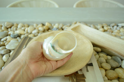 PEARLED TURBO SHELLS * All Sizes* Natural Irredescent Polished Display Seashell Airplant Holder Hermit Crab Home Beach Nautical Décor