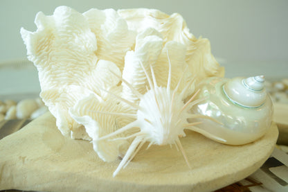 PEARLED TURBO SHELLS * All Sizes* Natural Irredescent Polished Display Seashell Airplant Holder Hermit Crab Home Beach Nautical Décor