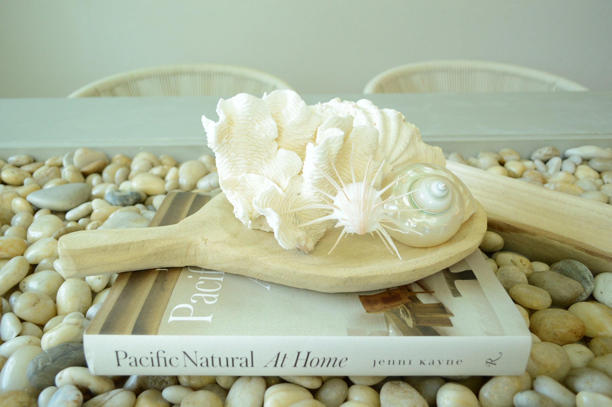 PEARLED TURBO SHELLS * All Sizes* Natural Irredescent Polished Display Seashell Airplant Holder Hermit Crab Home Beach Nautical Décor
