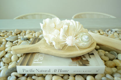PEARLED TURBO SHELLS * All Sizes* Natural Irredescent Polished Display Seashell Airplant Holder Hermit Crab Home Beach Nautical Décor