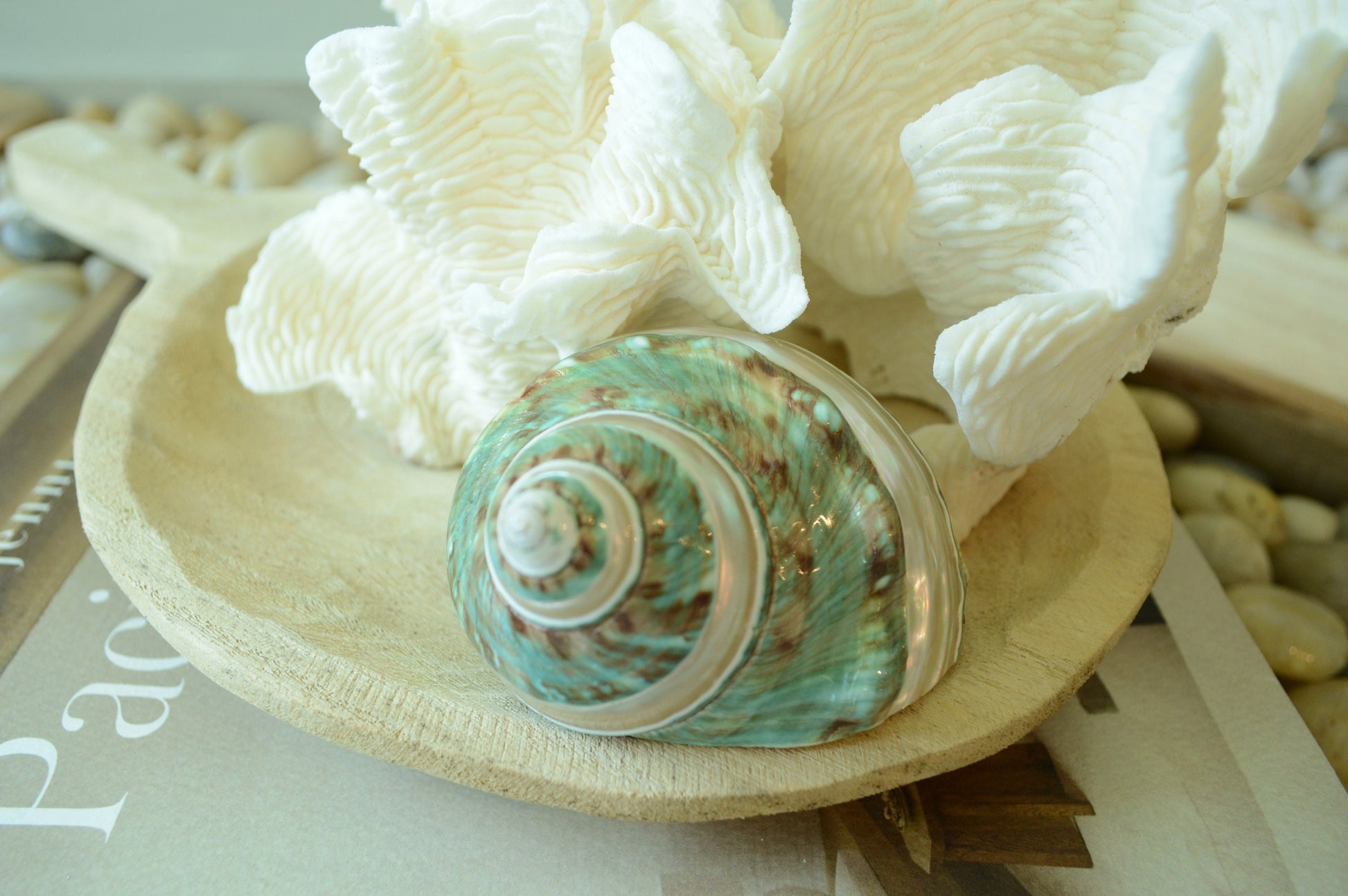 GREEN BANDED TURBO Shells *All Sizes* Natural Jade Display Seashell Airplant Holder Hermit Crab