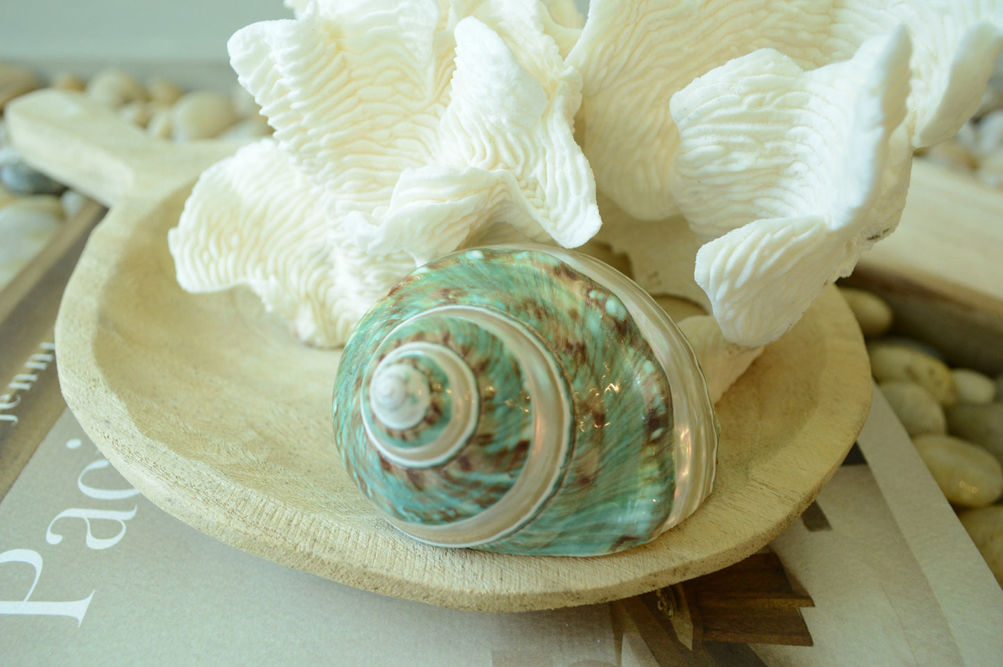 GREEN BANDED TURBO Shells *All Sizes* Jade Display Seashell Hermit Crab Pants