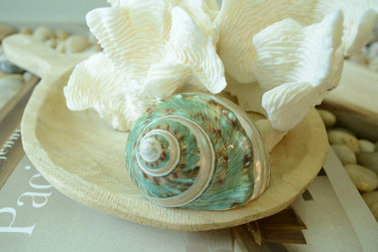 GREEN BANDED TURBO Shells *All Sizes* Jade Display Seashell Hermit Crab Pants