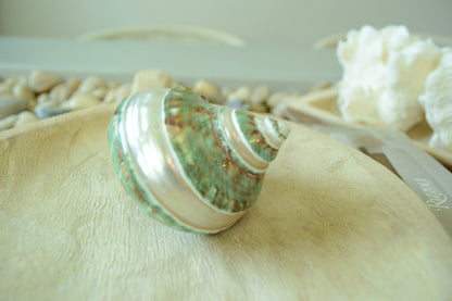 GREEN BANDED TURBO Shells *All Sizes* Jade Display Seashell Hermit Crab Pants