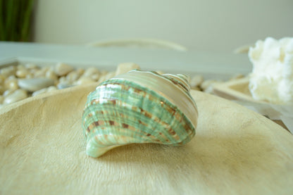 GREEN BANDED TURBO Shells *All Sizes* Jade Display Seashell Hermit Crab Pants