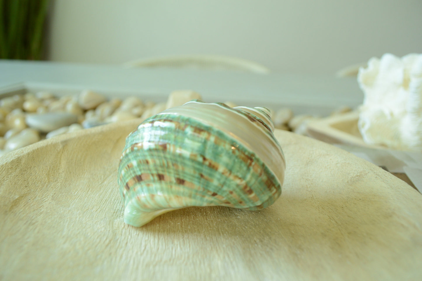 GREEN BANDED TURBO Shells *All Sizes* Natural Jade Display Seashell Airplant Holder Hermit Crab