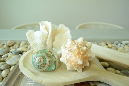 GREEN BANDED TURBO Shells *All Sizes* Natural Jade Display Seashell Airplant Holder Hermit Crab