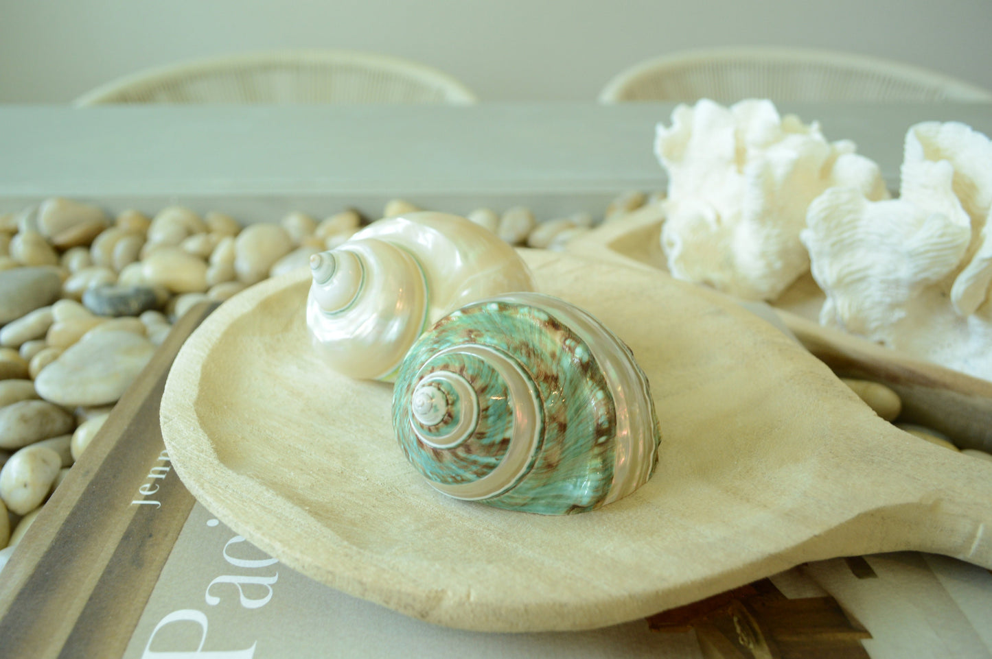 GREEN BANDED TURBO Shells *All Sizes* Jade Display Seashell Hermit Crab Pants