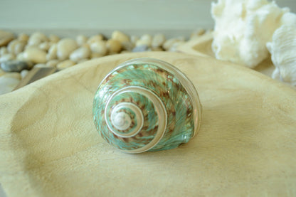 GREEN BANDED TURBO Shells *All Sizes* Jade Display Seashell Hermit Crab Pants