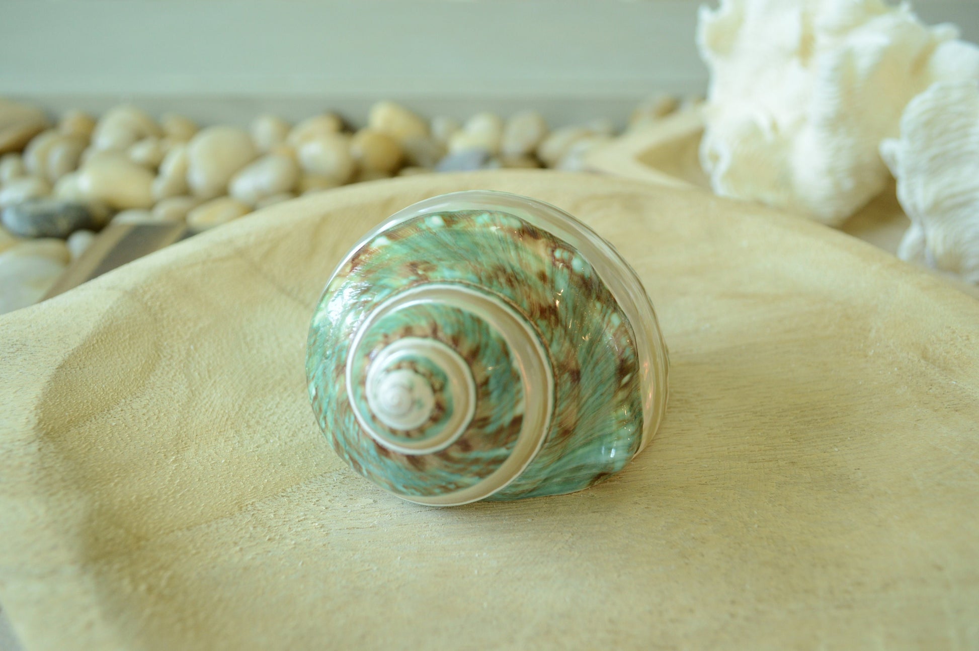 GREEN BANDED TURBO Shells *All Sizes* Natural Jade Display Seashell Airplant Holder Hermit Crab