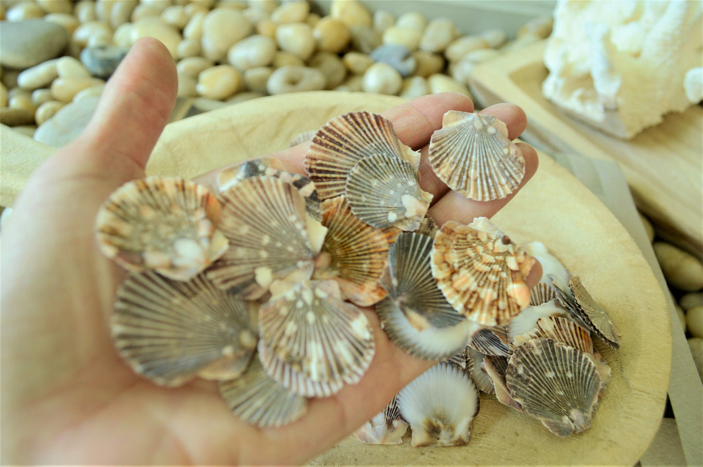 BABY FLAT SCALLOP Shells *You Choose Quantity* 1-2" Natural Colorful Speckled Small Craft Seashells Beach Coastal Home Décor