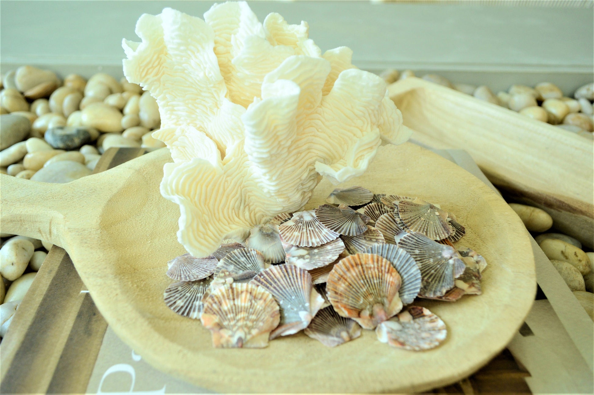 BABY FLAT SCALLOP Shells *You Choose Quantity* 1-2" Natural Colorful Speckled Small Craft Seashells Beach Coastal Home Décor