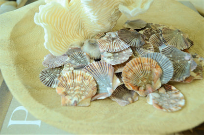 BABY FLAT SCALLOP Shells *You Choose Quantity* 1-2" Natural Colorful Speckled Small Craft Seashells Beach Coastal Home Décor