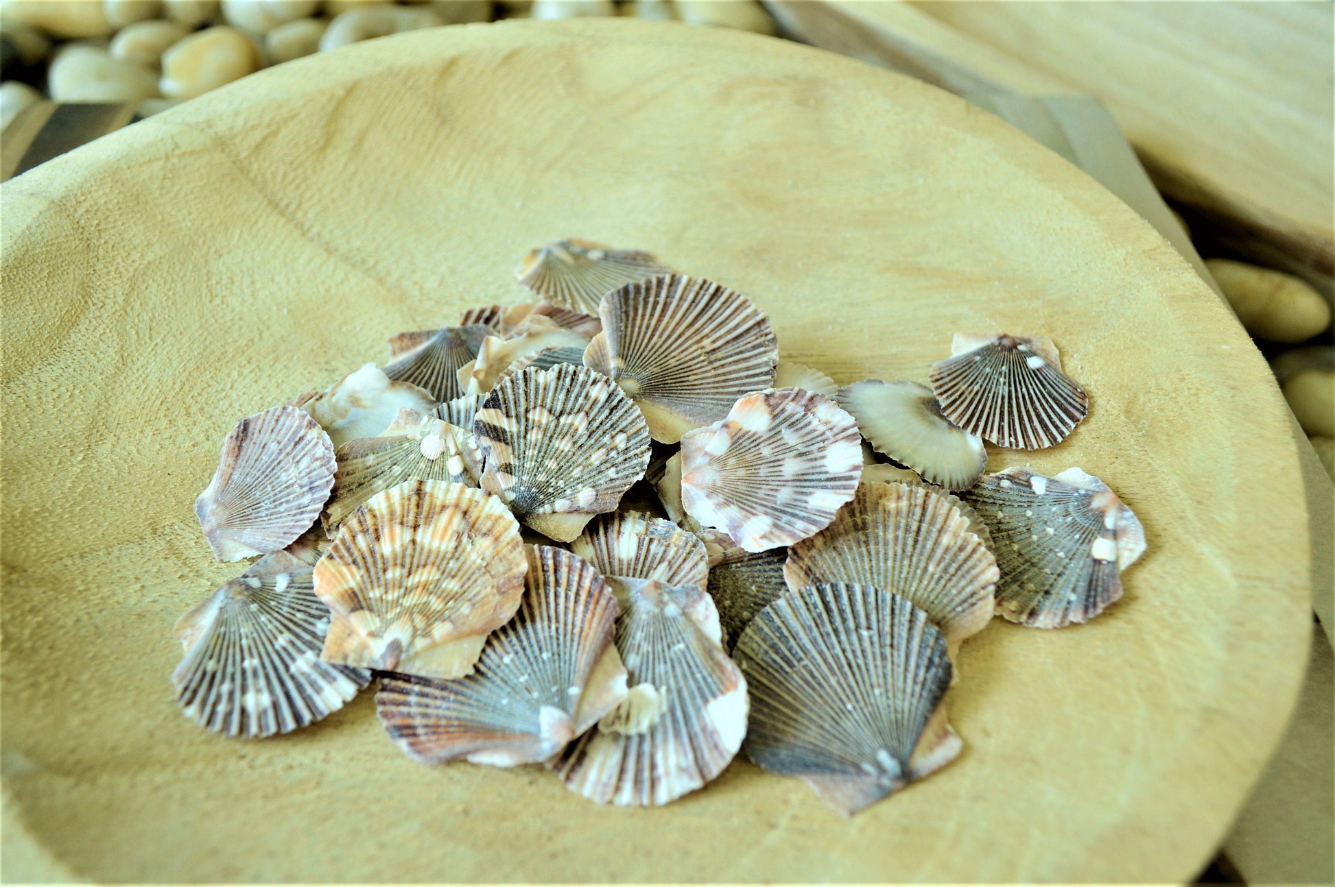 BABY FLAT SCALLOP Shells *You Choose Quantity* 1-2" Natural Colorful Speckled Small Craft Seashells Beach Coastal Home Décor