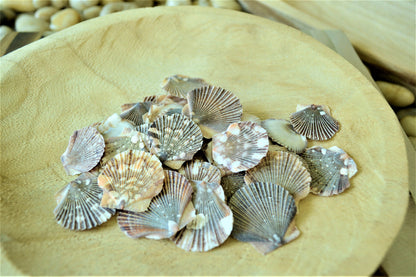 BABY FLAT SCALLOP Shells *You Choose Quantity* 1-2" Natural Colorful Speckled Small Craft Seashells Beach Coastal Home Décor