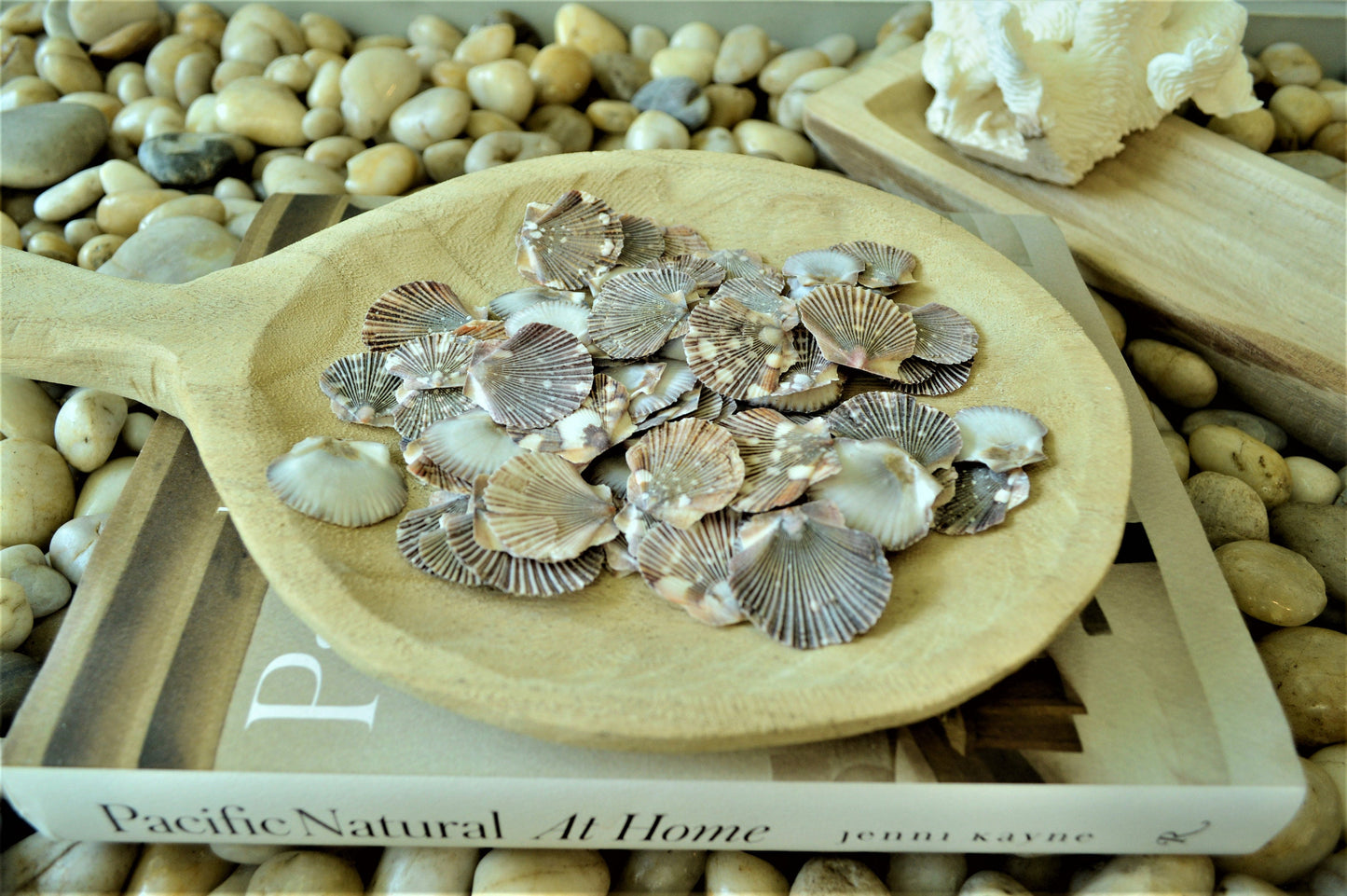 BABY FLAT SCALLOP Shells *You Choose Quantity* 1-2" Natural Colorful Speckled Small Craft Seashells Beach Coastal Home Décor