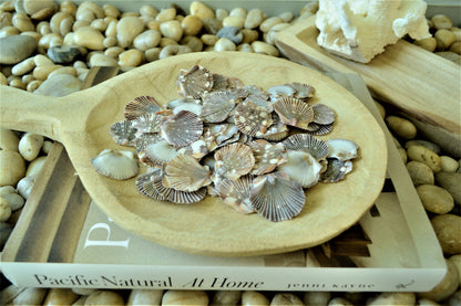 BABY FLAT SCALLOP Shells *You Choose Quantity* 1-2" Natural Colorful Speckled Small Craft Seashells Beach Coastal Home Décor