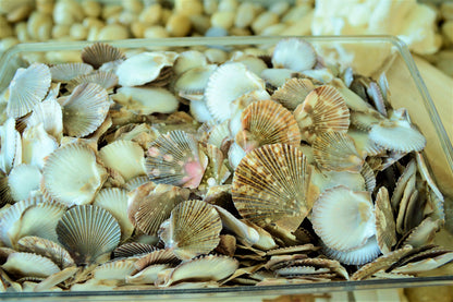 BABY FLAT SCALLOP Shells *Bulk 2.2 lbs. Hundreds* Natural Colorful 1-2" Small Craft Seashells