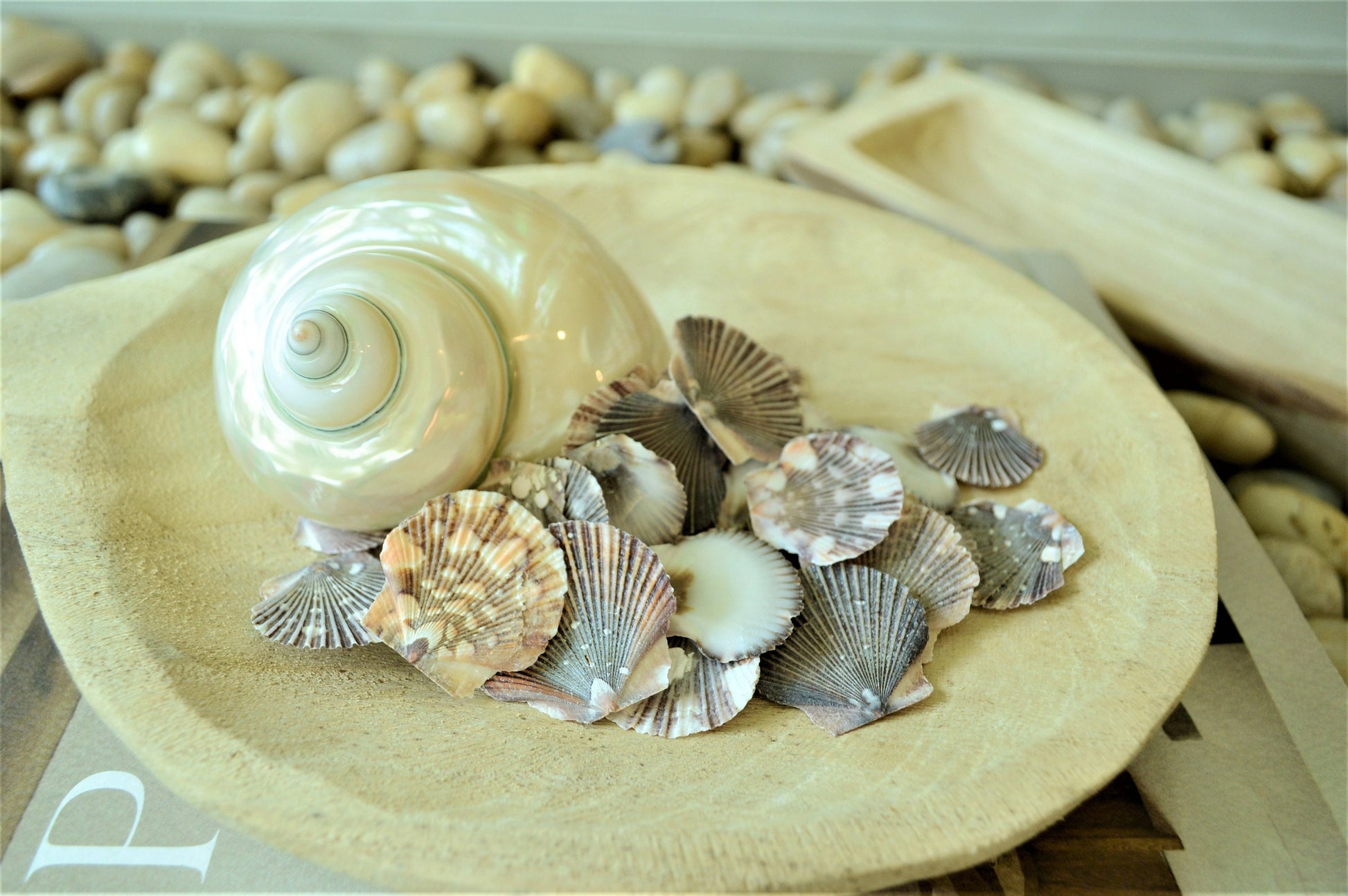 BABY FLAT SCALLOP Shells *You Choose Quantity* 1-2" Natural Colorful Speckled Small Craft Seashells Beach Coastal Home Décor
