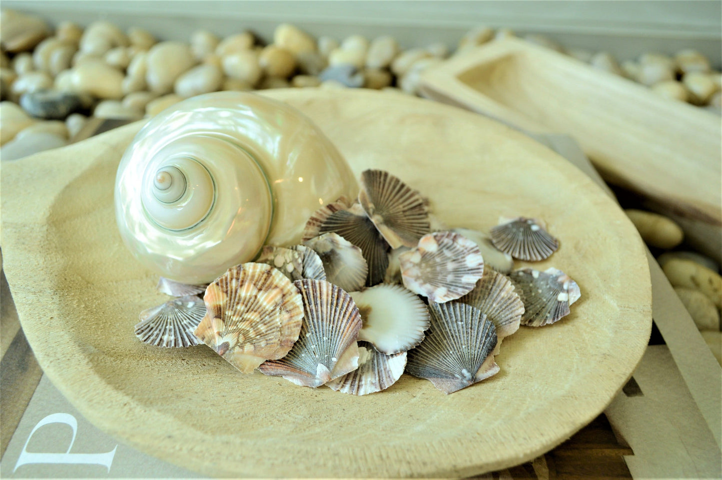 BABY FLAT SCALLOP Shells *You Choose Quantity* 1-2" Natural Colorful Speckled Small Craft Seashells Beach Coastal Home Décor