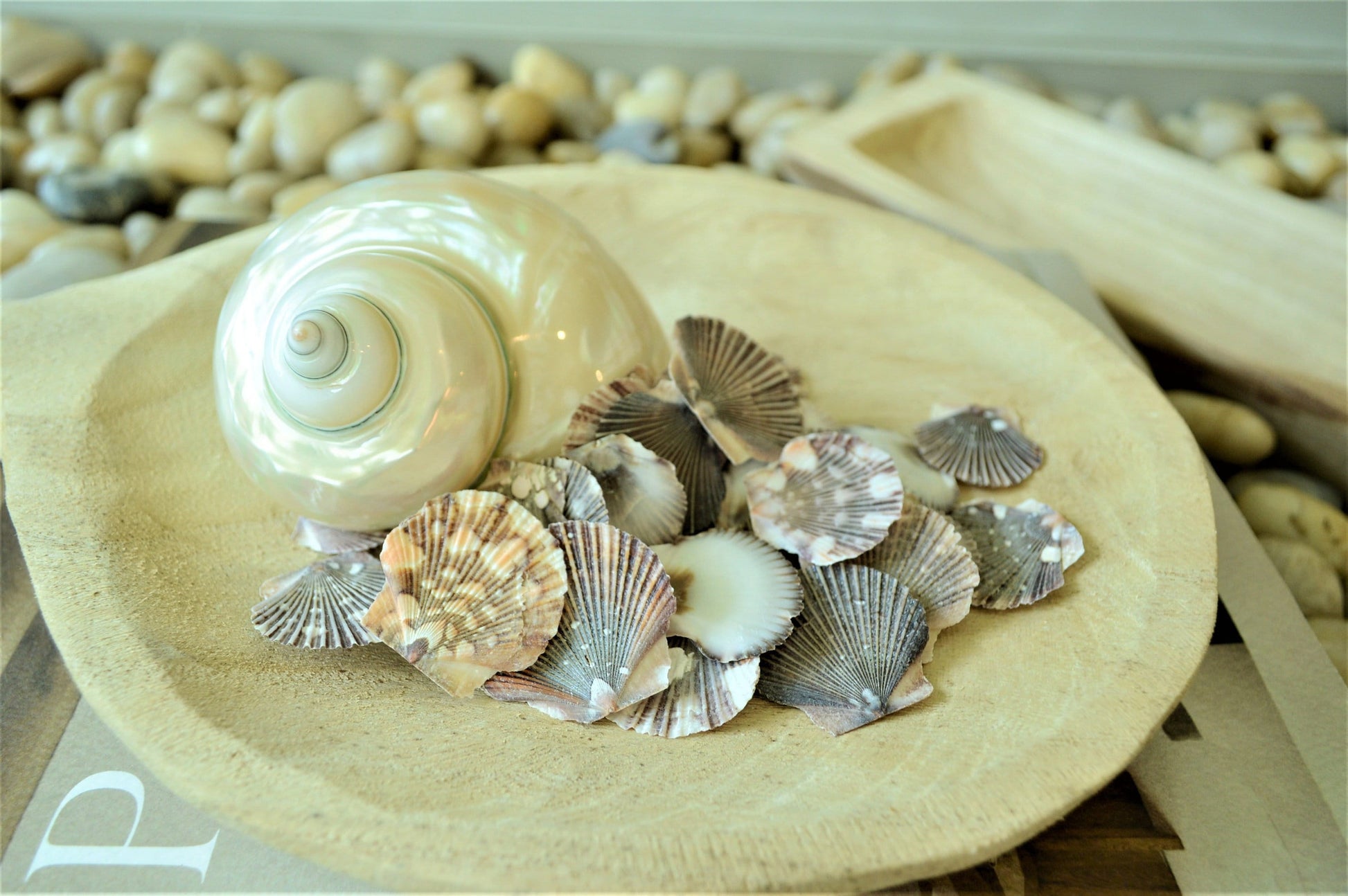 BABY FLAT SCALLOP Shells *You Choose Quantity* 1-2" Natural Colorful Speckled Small Craft Seashells Beach Coastal Home Décor