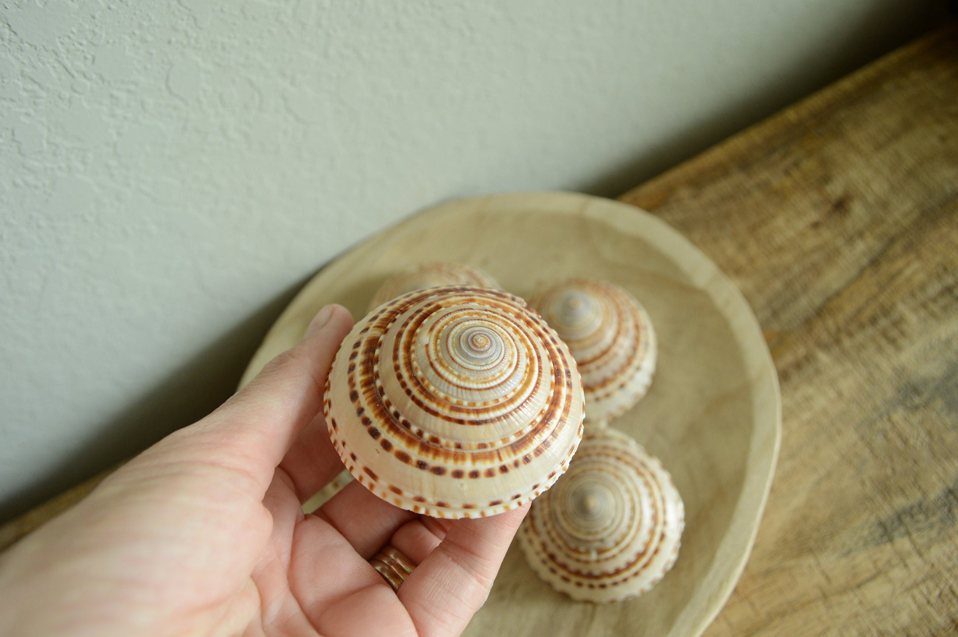 SUNDIAL SNAIL SHELLS *Size & Quantity Your Choose*.5-2” Browns Small Medium Craft Seashells