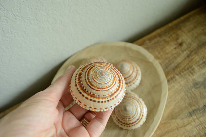 SUNDIAL SNAIL SHELLS *Size & Quantity Your Choose*.5-2” Browns Small Medium Craft Seashells