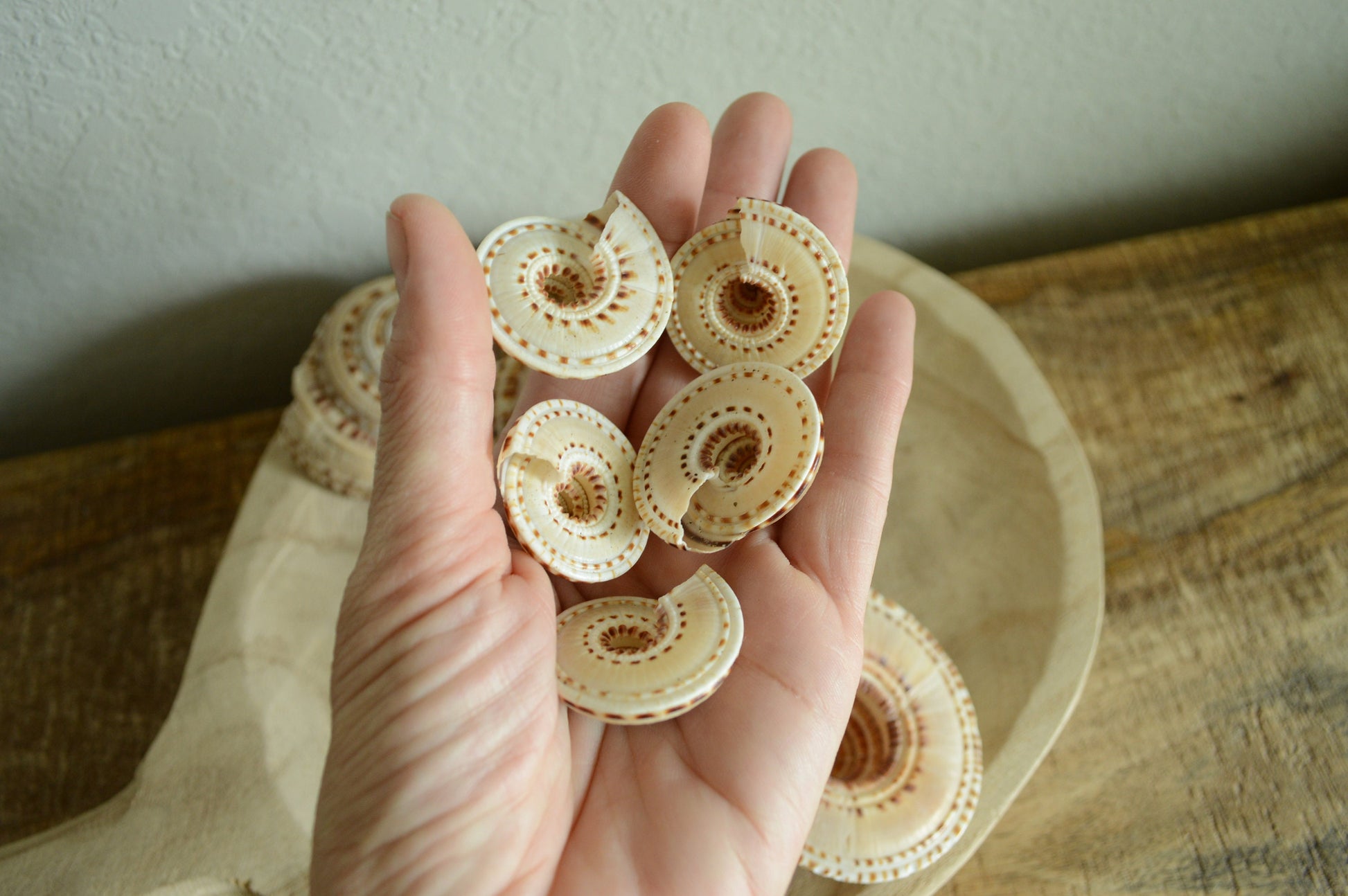 SUNDIAL SNAIL SHELLS *Size & Quantity Your Choose*.5-2” Natural Browns Small Medium Craft Seashells Coastal Beach Home Décor